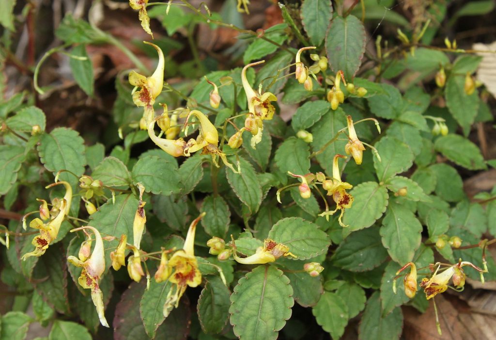 Bhutan2012 931