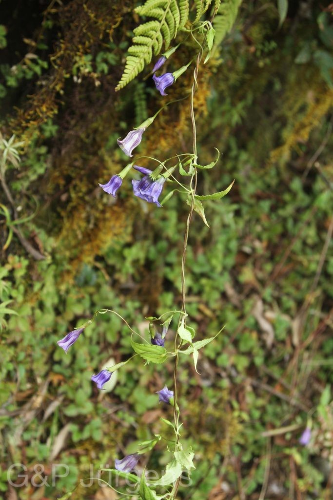 Bhutan2012 936