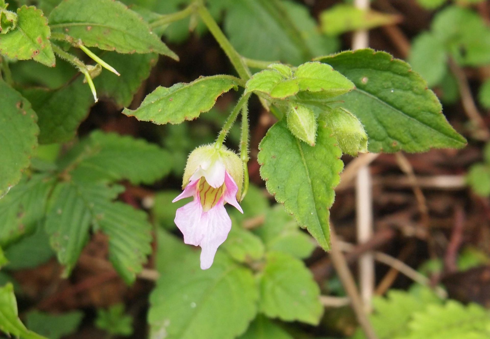 Impatiens puberula — Balsaminaceae