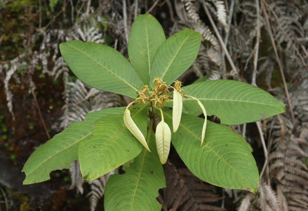 Bhutan2012 941