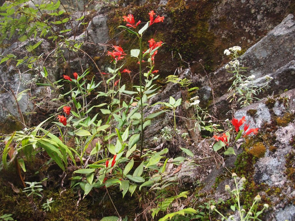 Bhutan2012 946