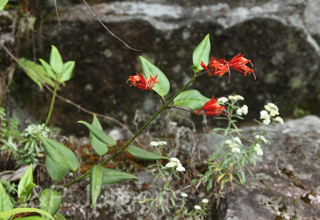Bhutan2012 947