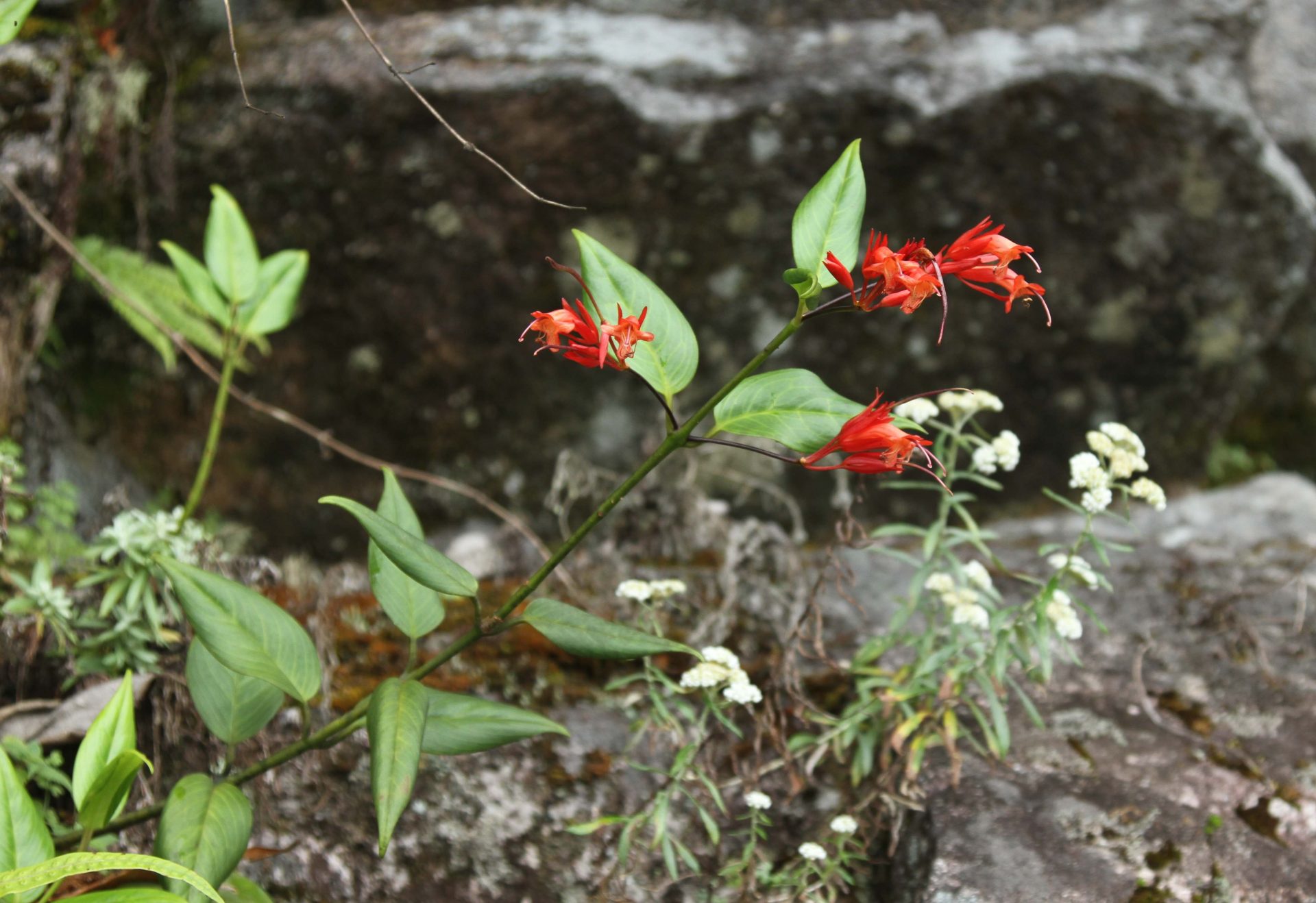 Aeschynanthus bracteatus — Didymocarpinae