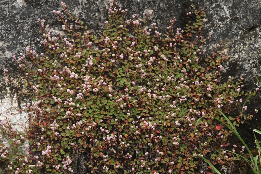 Bhutan2012 949