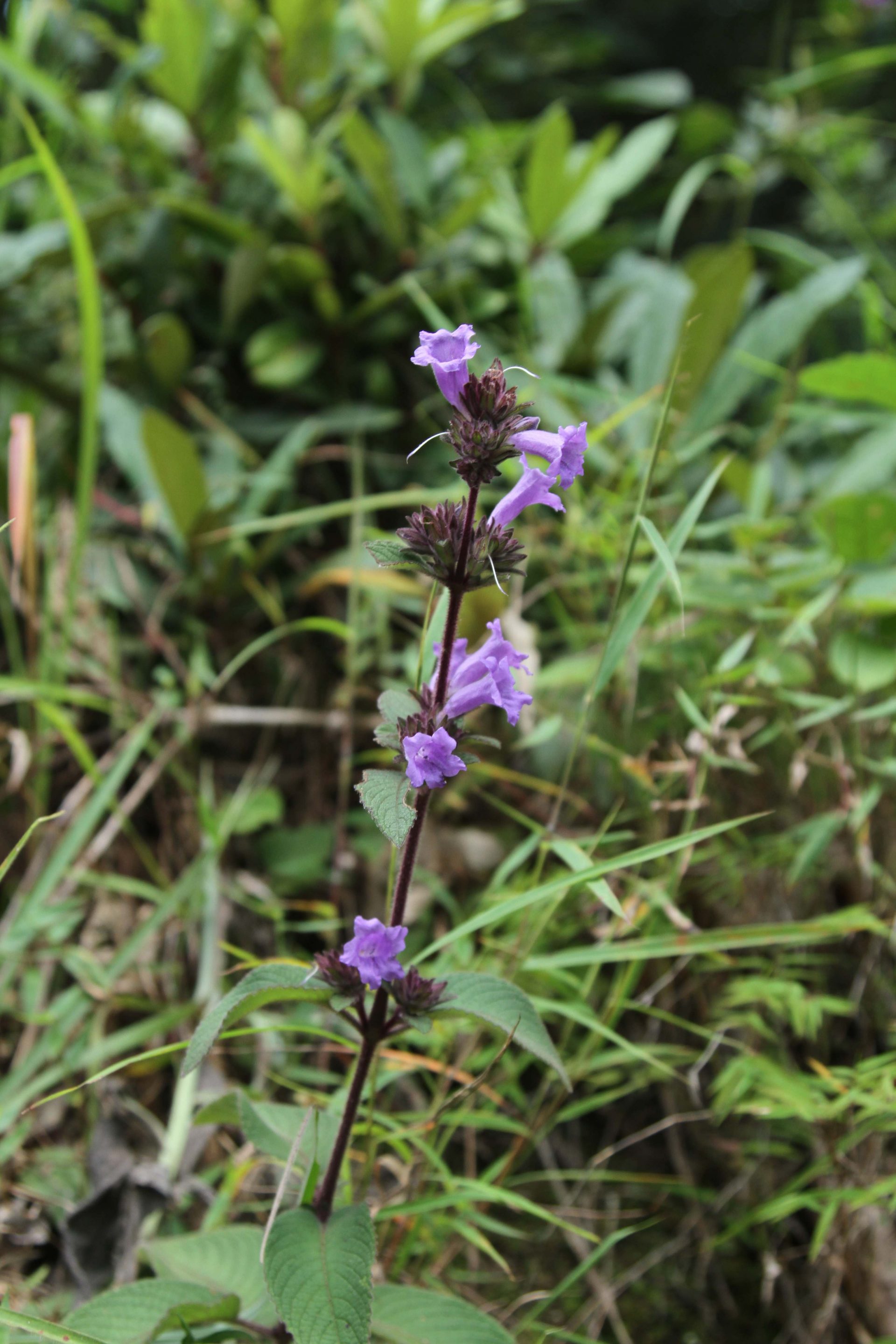 Aechmanthera gossypina — Acanthaceae