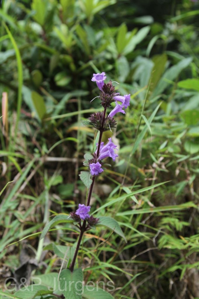 Bhutan2012 954
