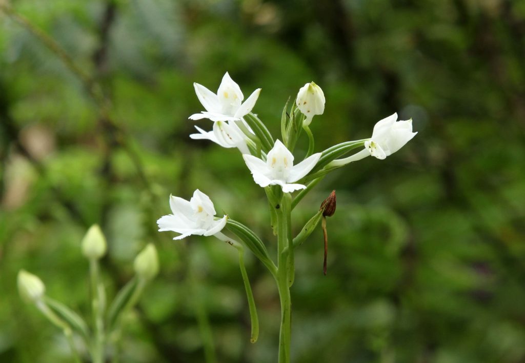Bhutan2012 957