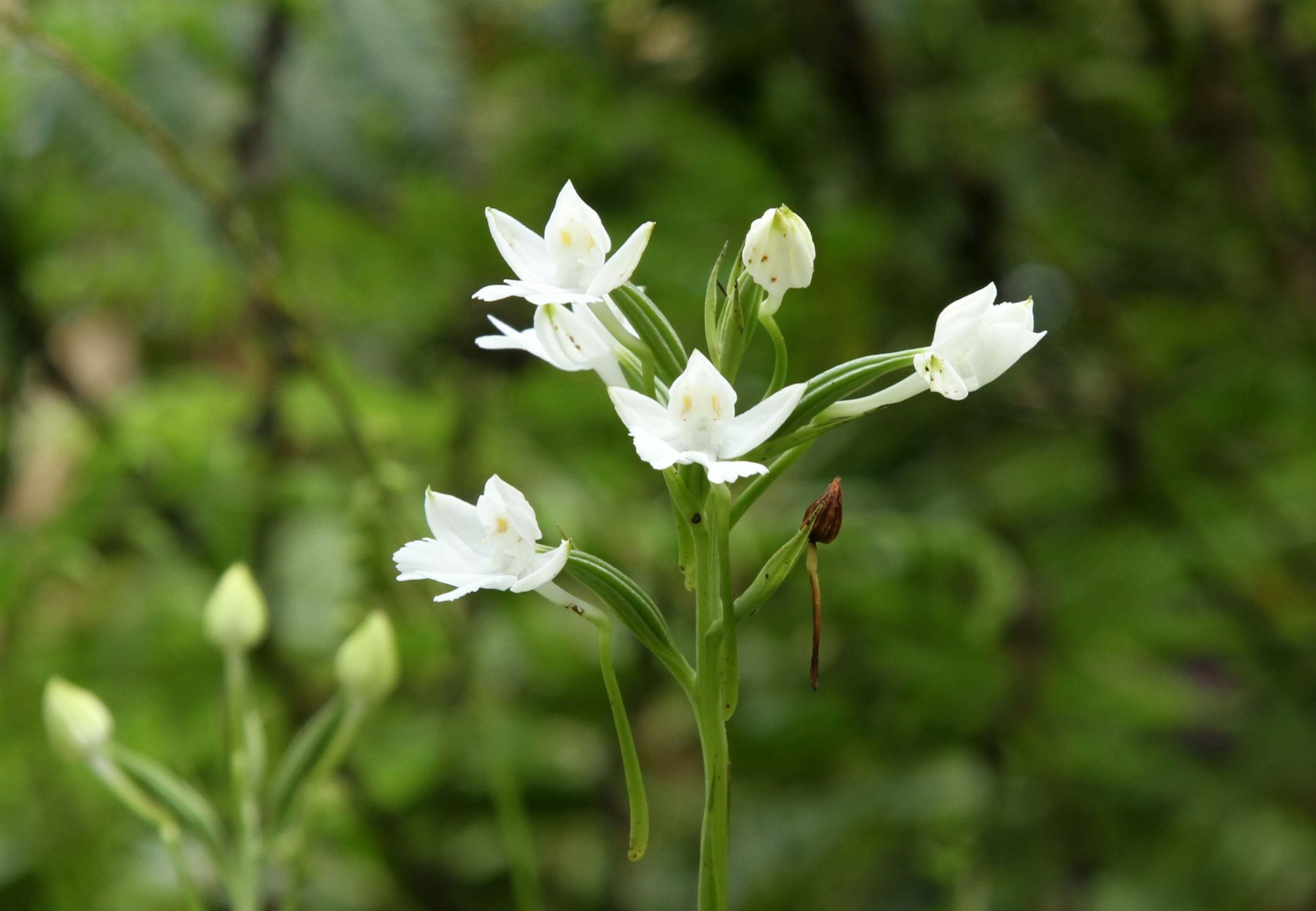 Habenaria dentata — Orchideaceae
