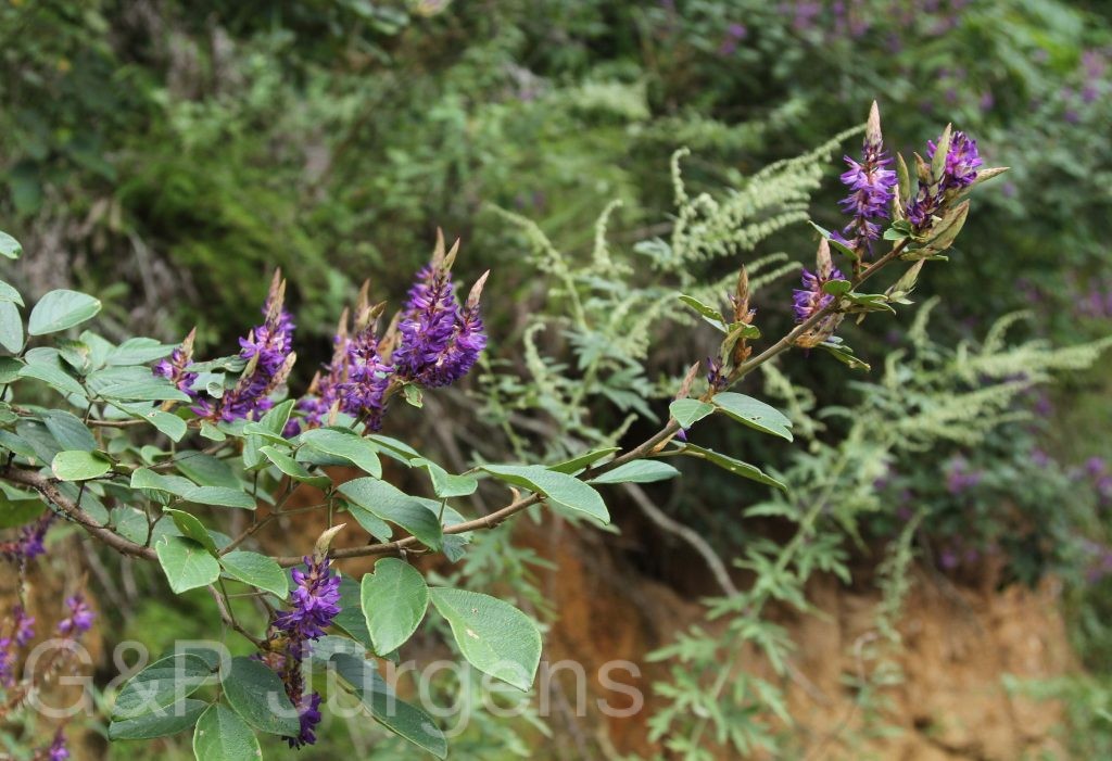 Bhutan2012 958