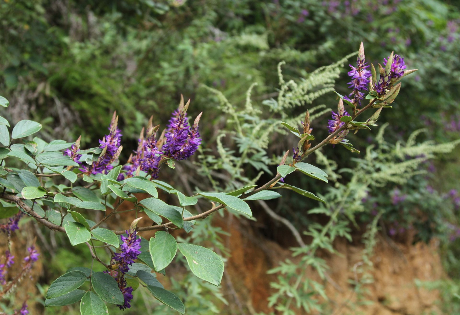 Ototropis conferta — Fabaceae