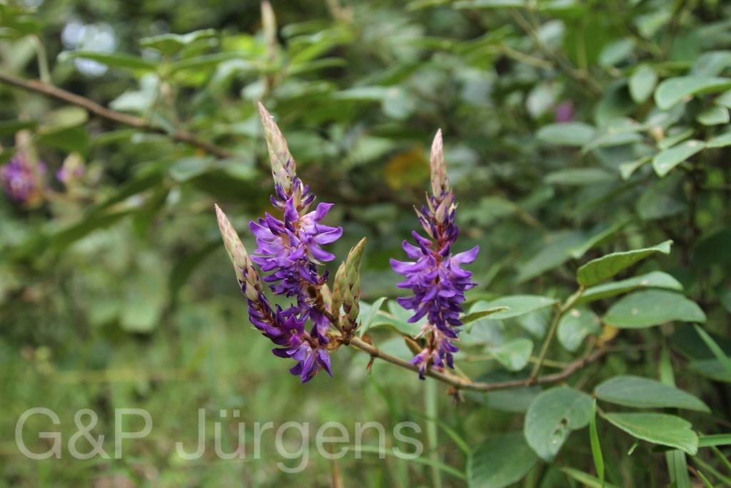Bhutan2012 959