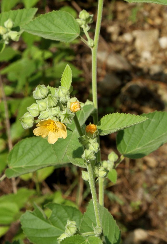 Bhutan2012 976