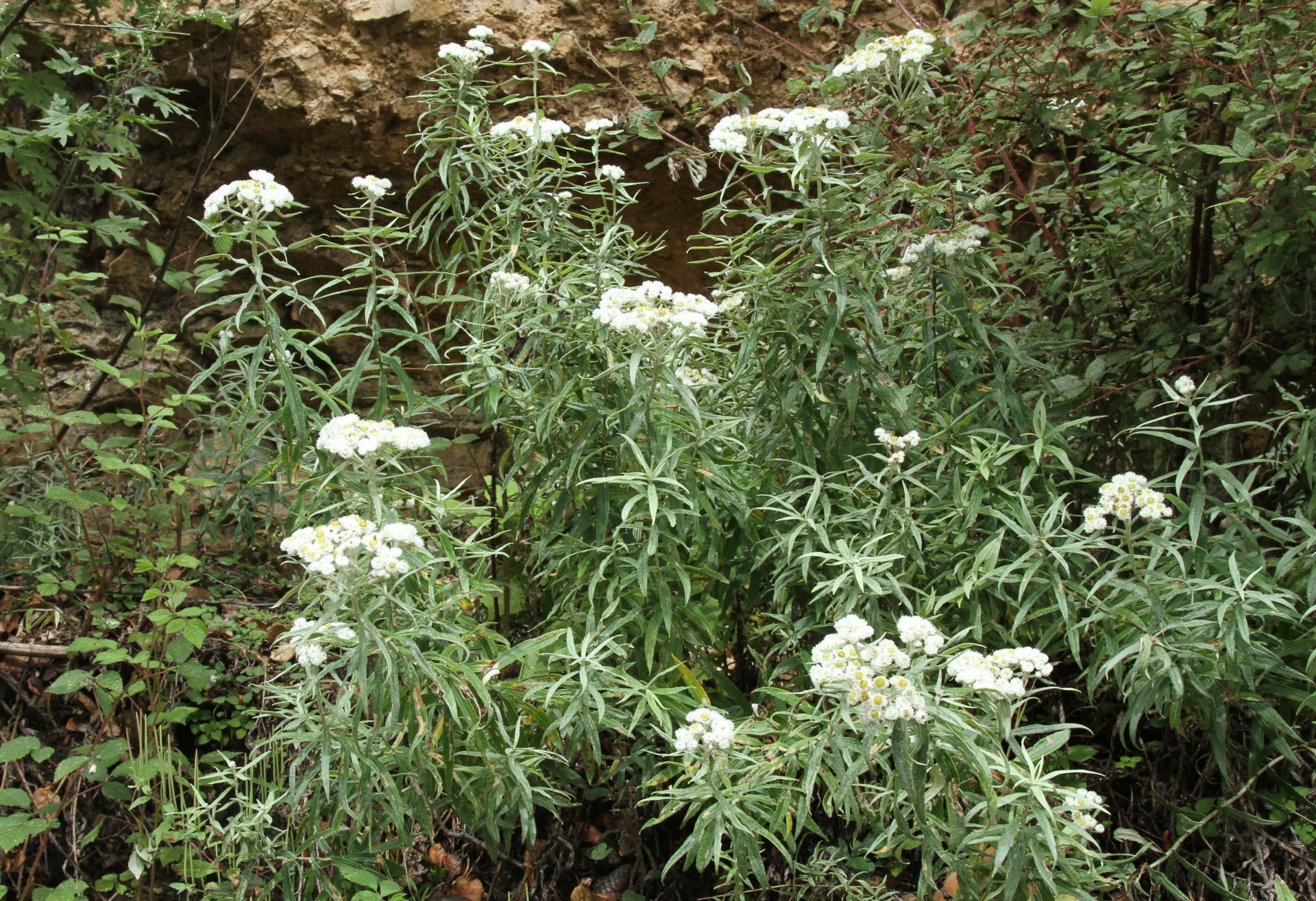 Anaphalis margaritacea — Asteraceae