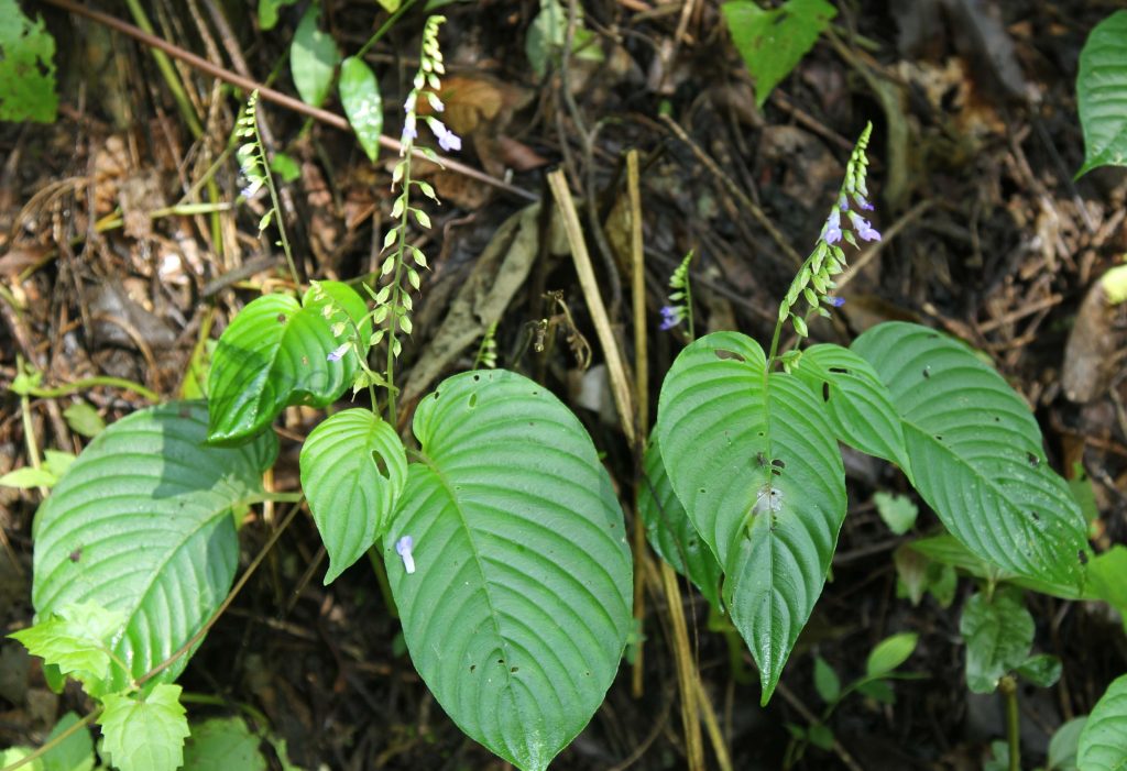 Bhutan2012 984