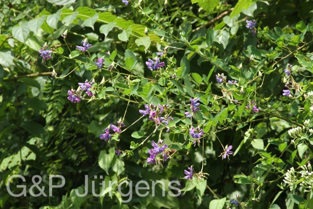 Bhutan2012 985