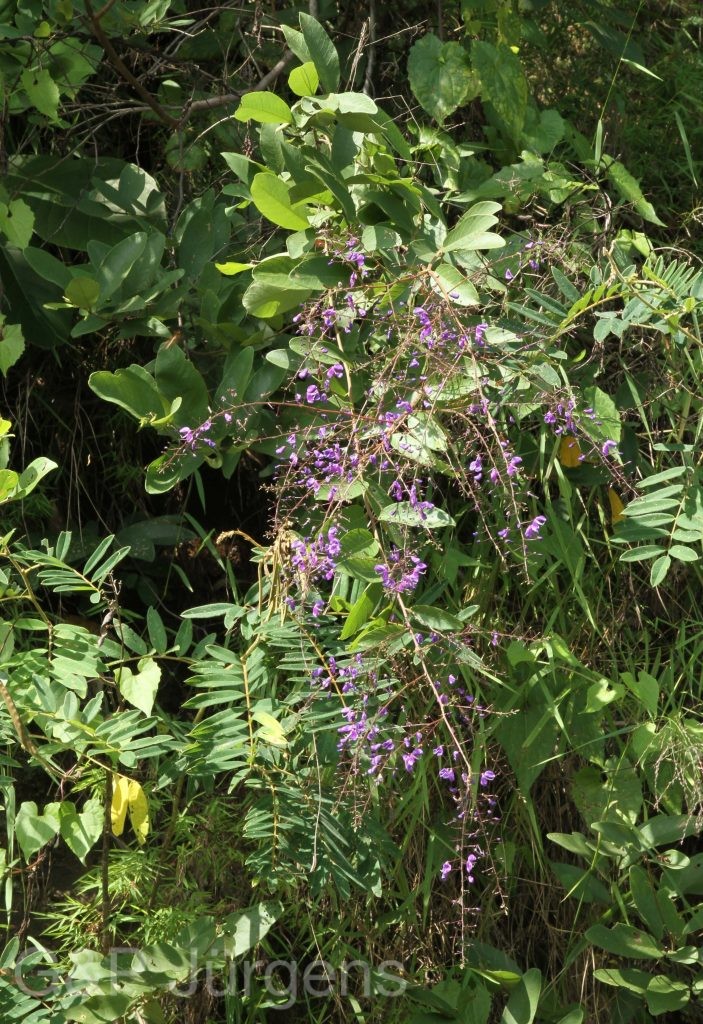 Bhutan2012 989