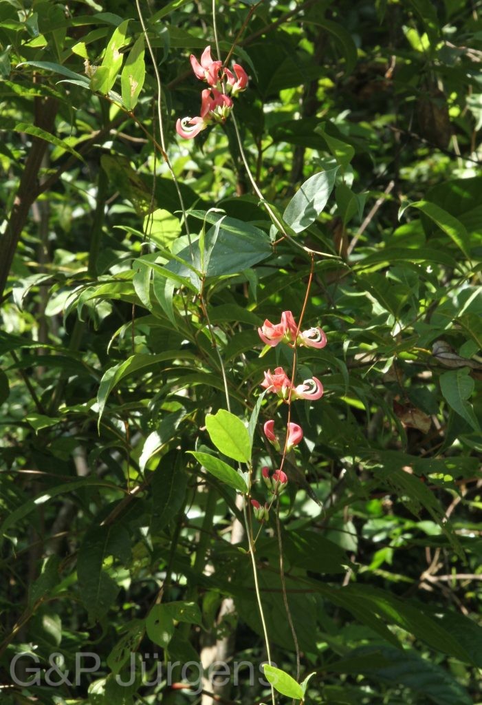 Bhutan2012 990