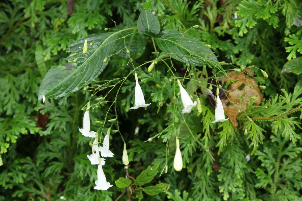 Bhutan2012 992