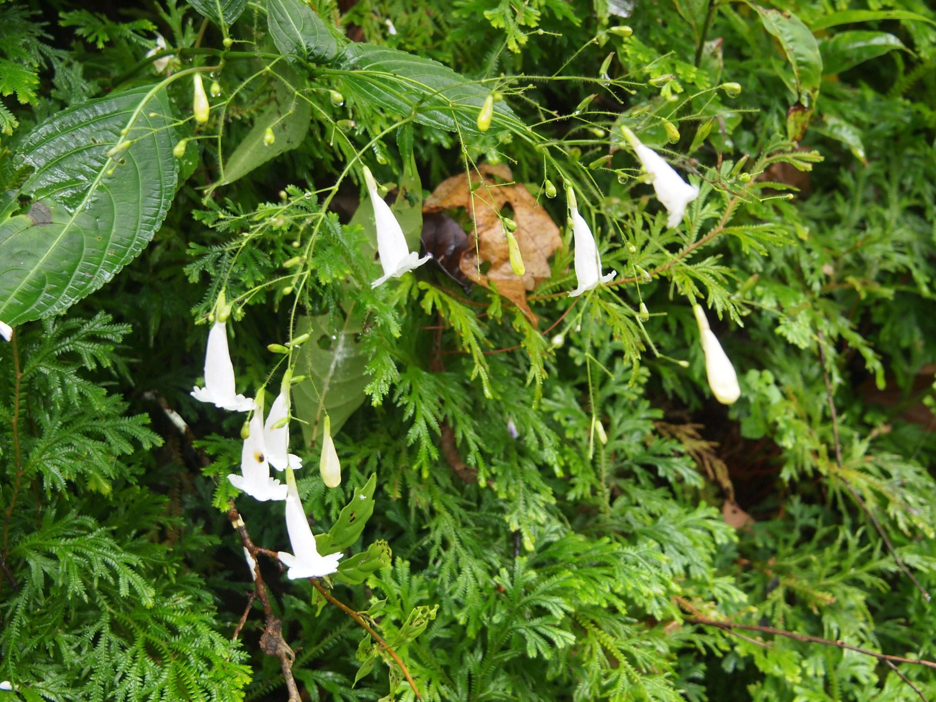 Strobilanthes hamiltoniana — Acanthaceae