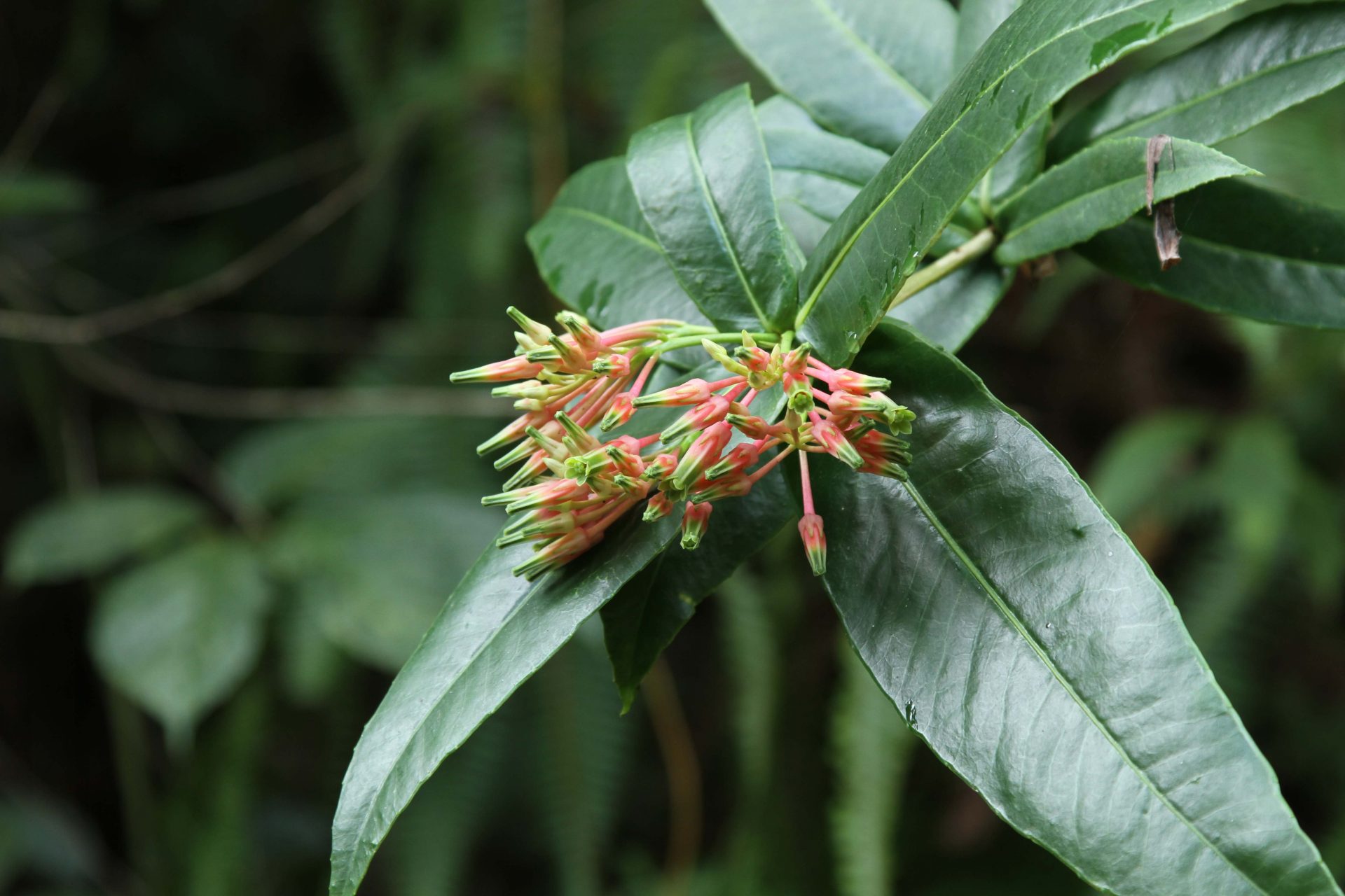 Scurrula elata — Loranthaceae