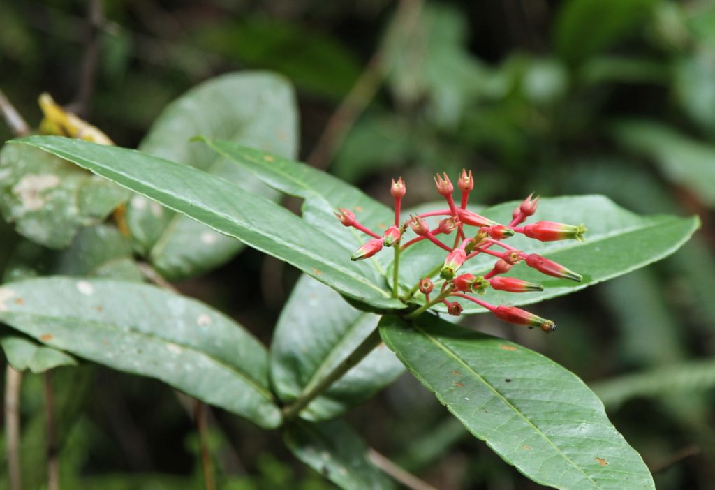Bhutan2012 995
