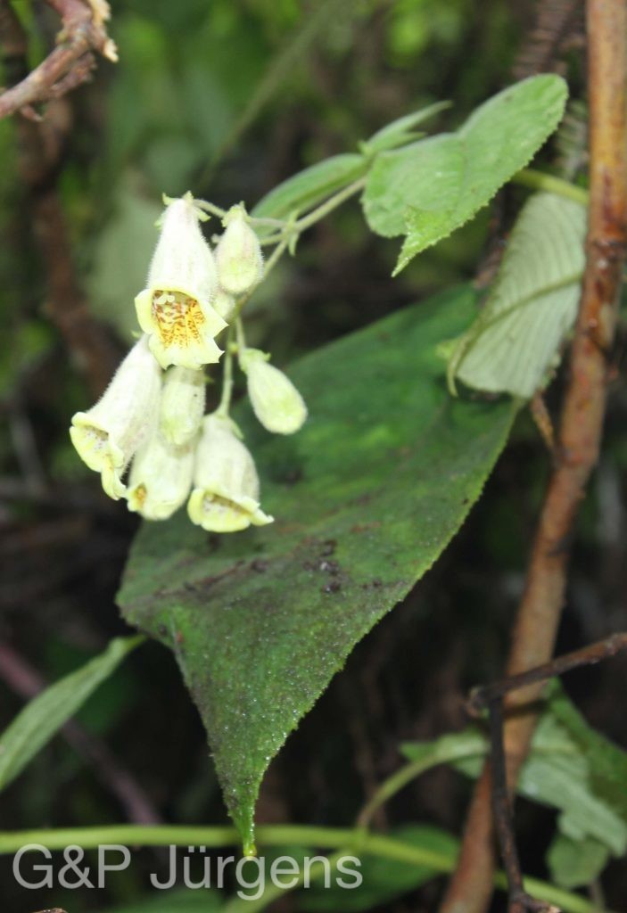 Bhutan2012 998