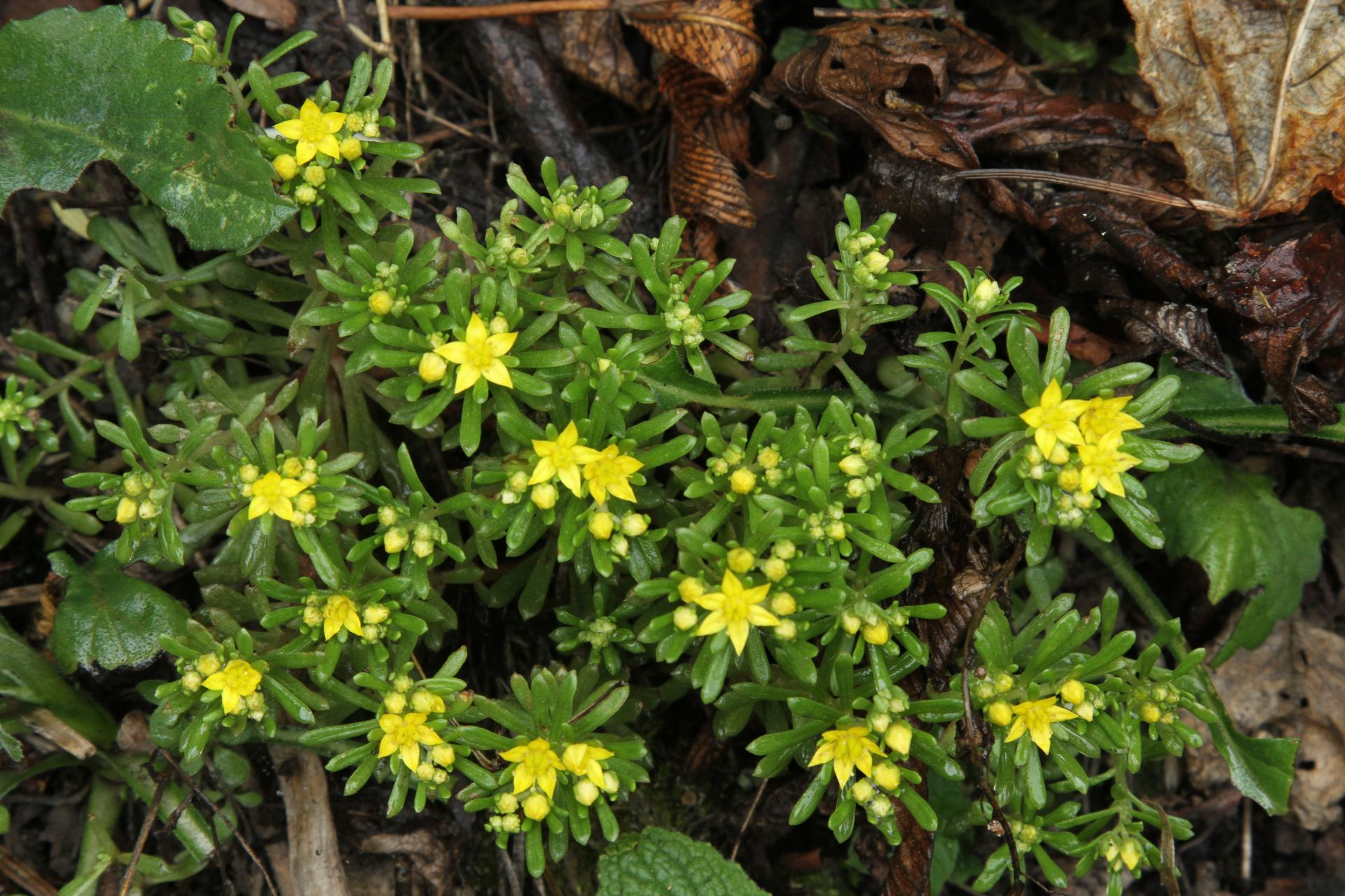 Sedum triactina — Crassulaceae