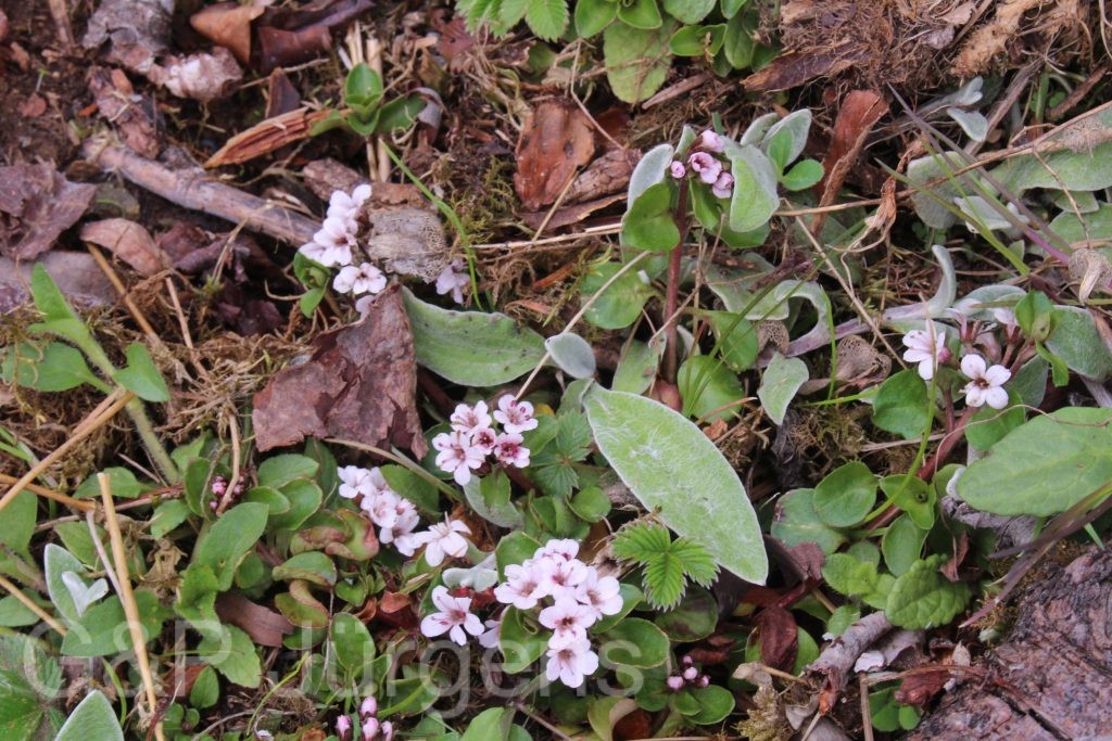 Bhutan2014 512