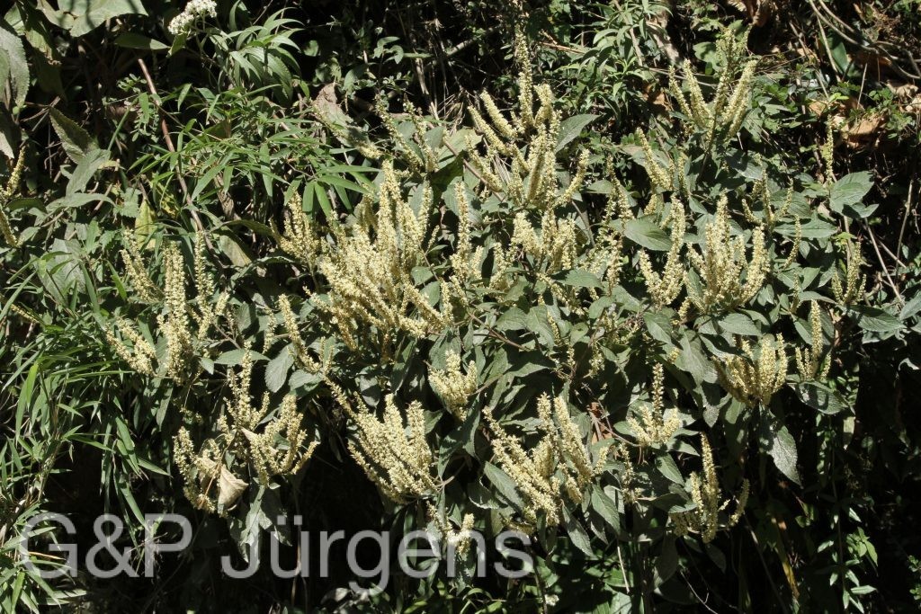 Bhutan2015 463