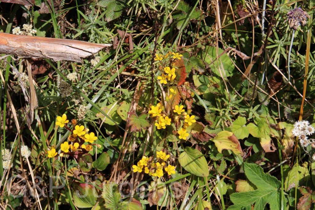 Bhutan2015 485