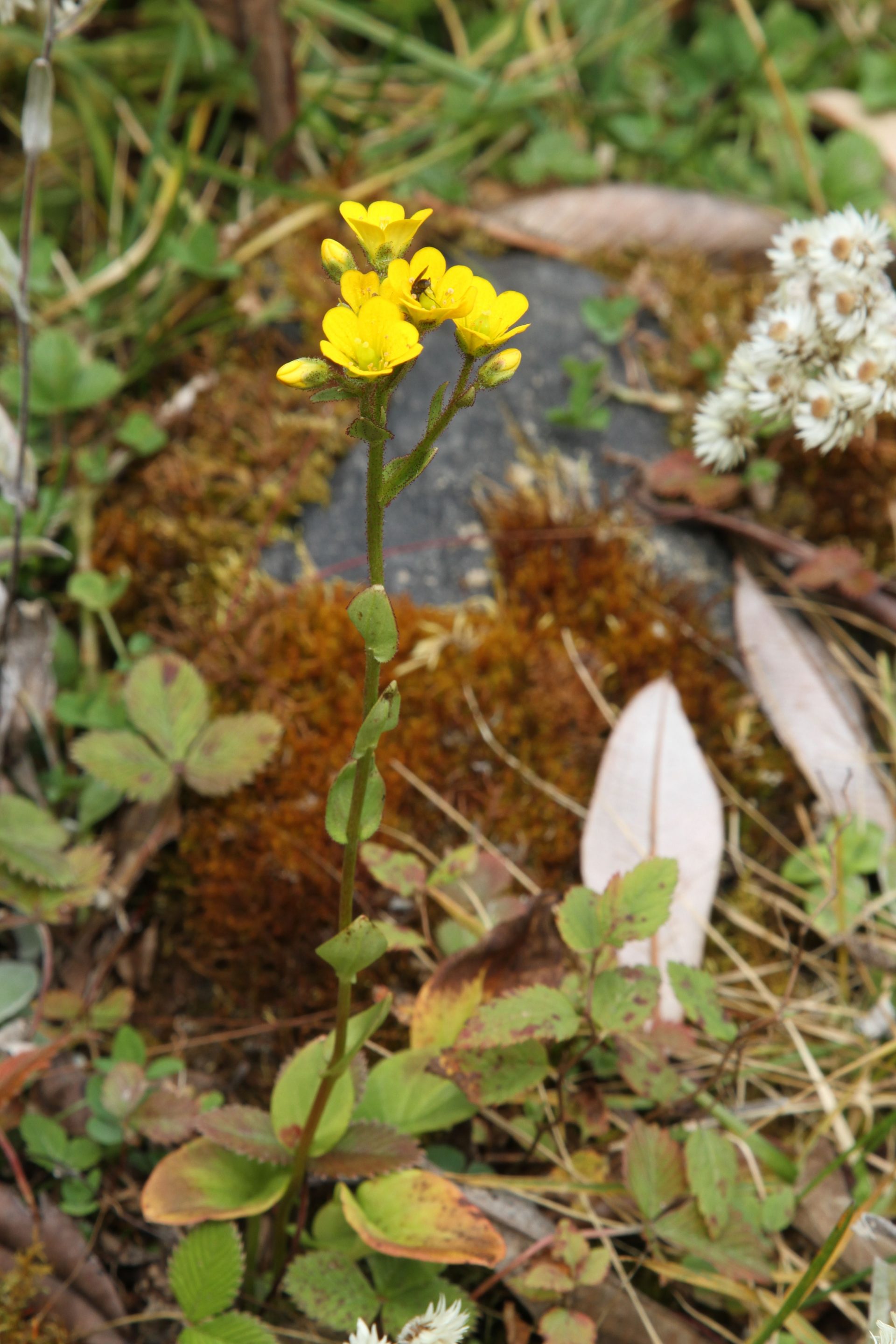 Saxifraga parnassifolia — Saxifragaceae