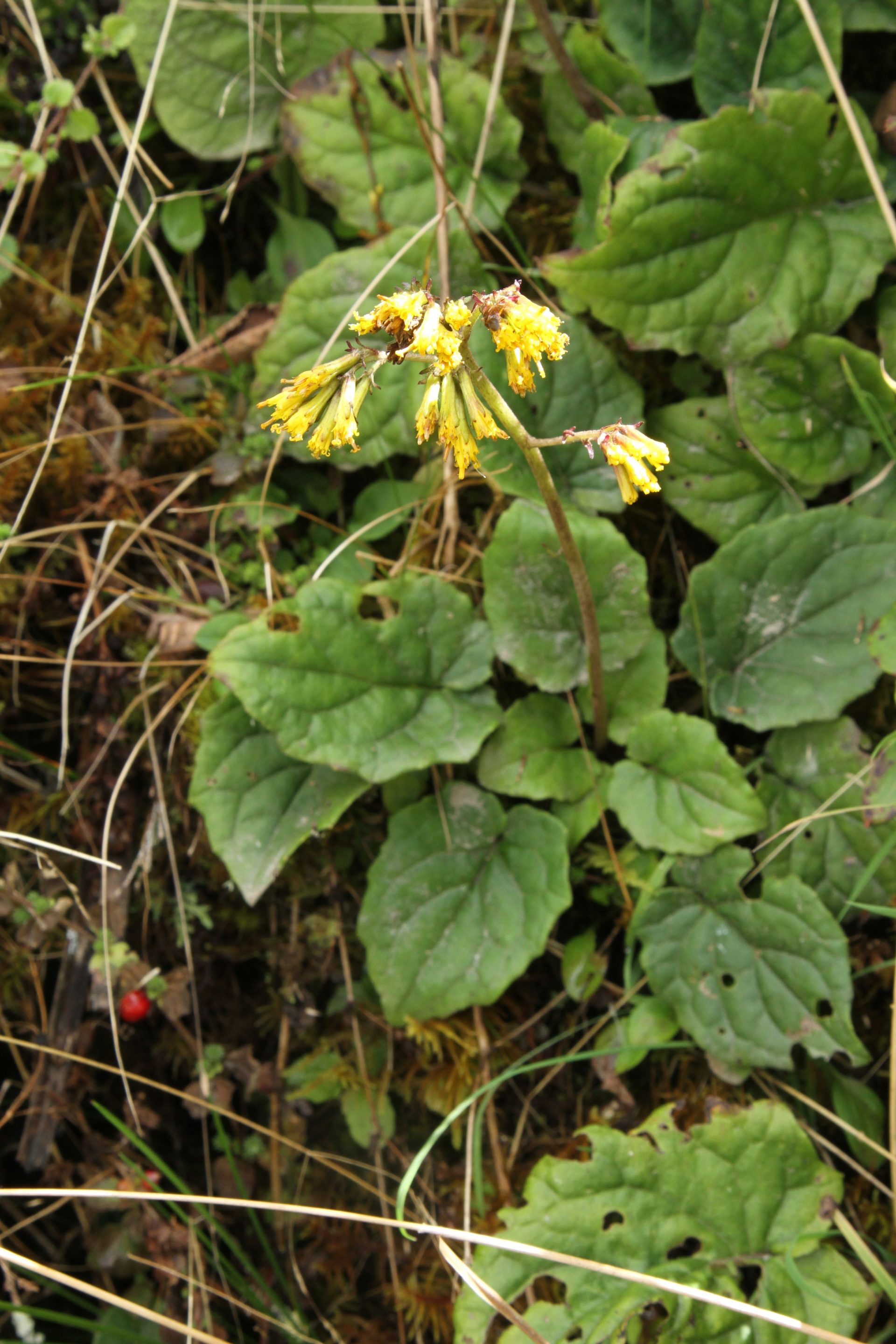 Youngia racemifera — Asteraceae
