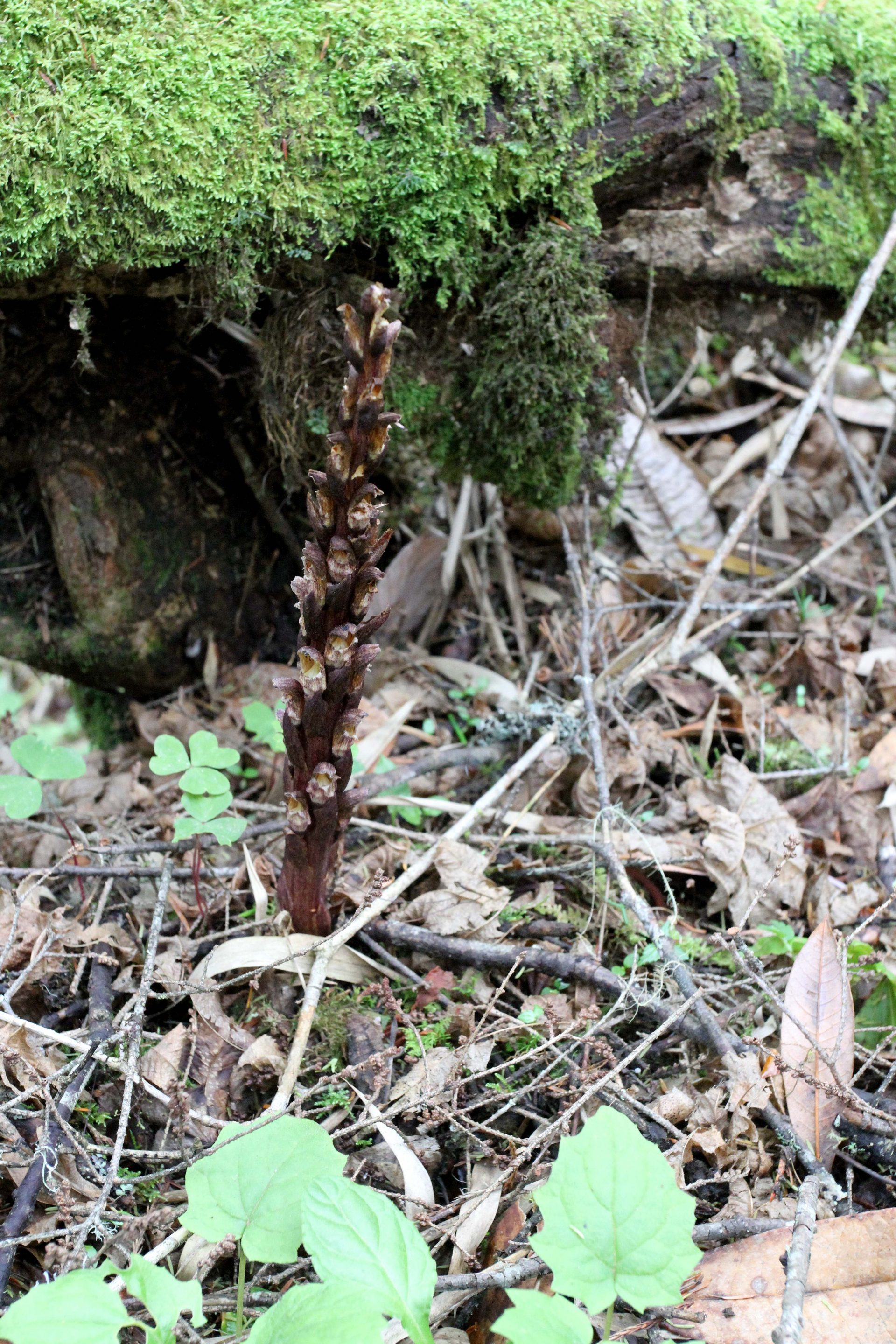 Boschniakia himalaica — Orobanchaceae