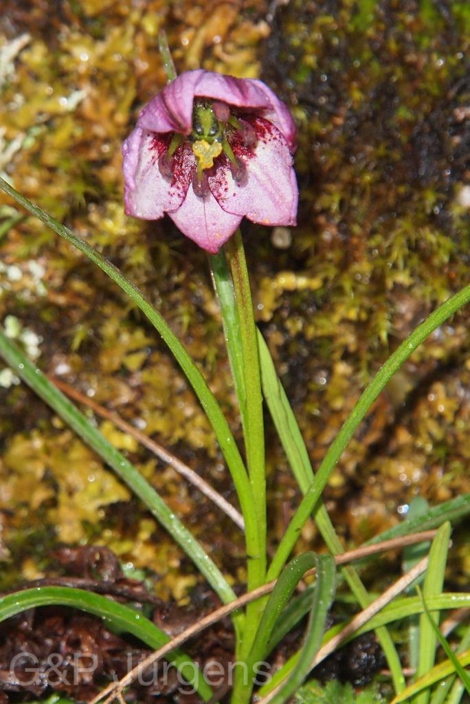 BhutanPG2011 250