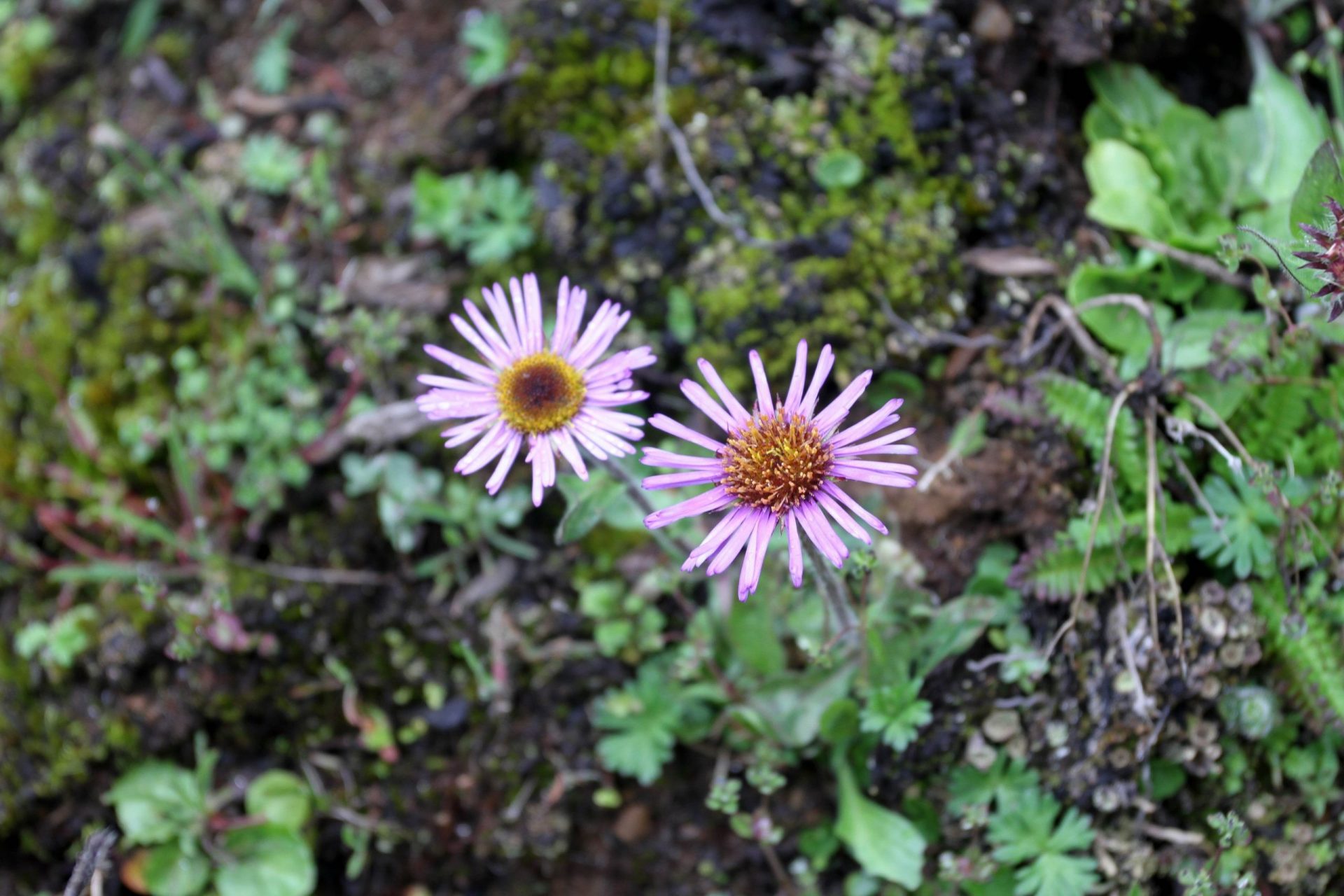 Aster stracheyi — Asteraceae
