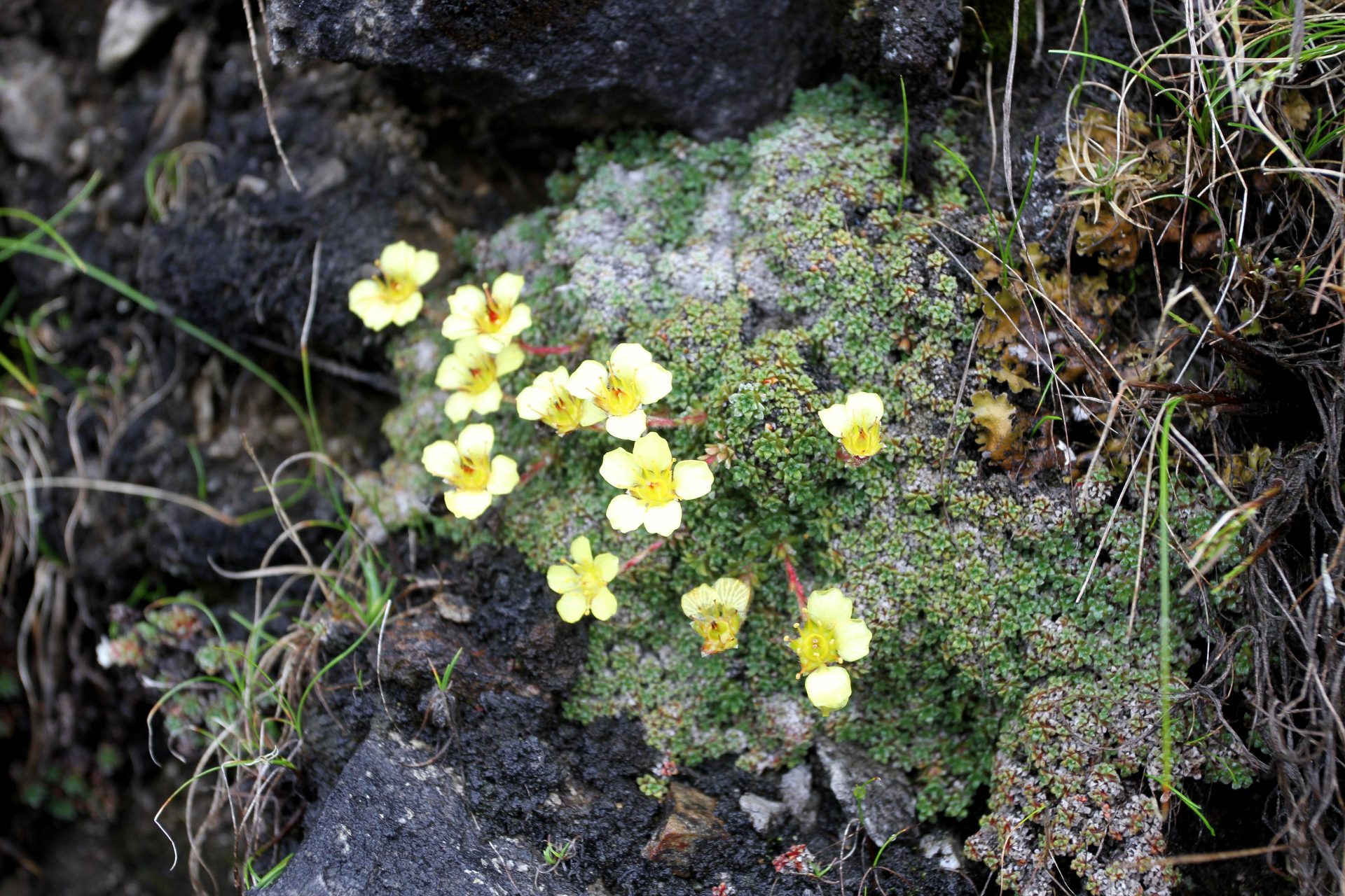 Saxifraga sherriffii — Saxifragaceae
