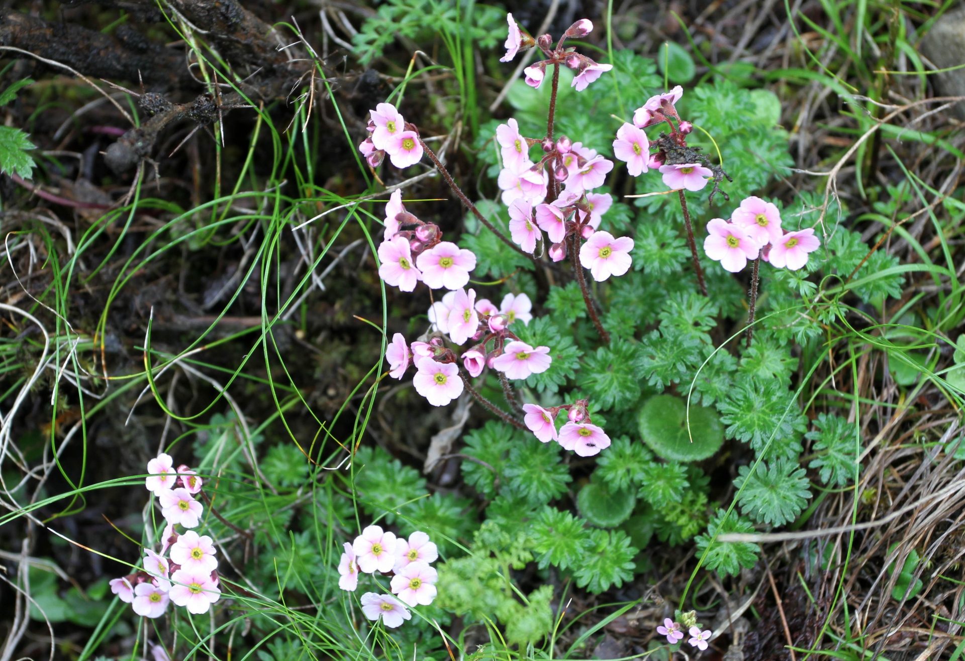 Androsace rhizomatosa — Primulaceae