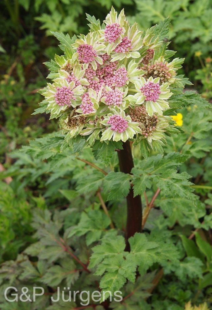 BhutanPG2011 365