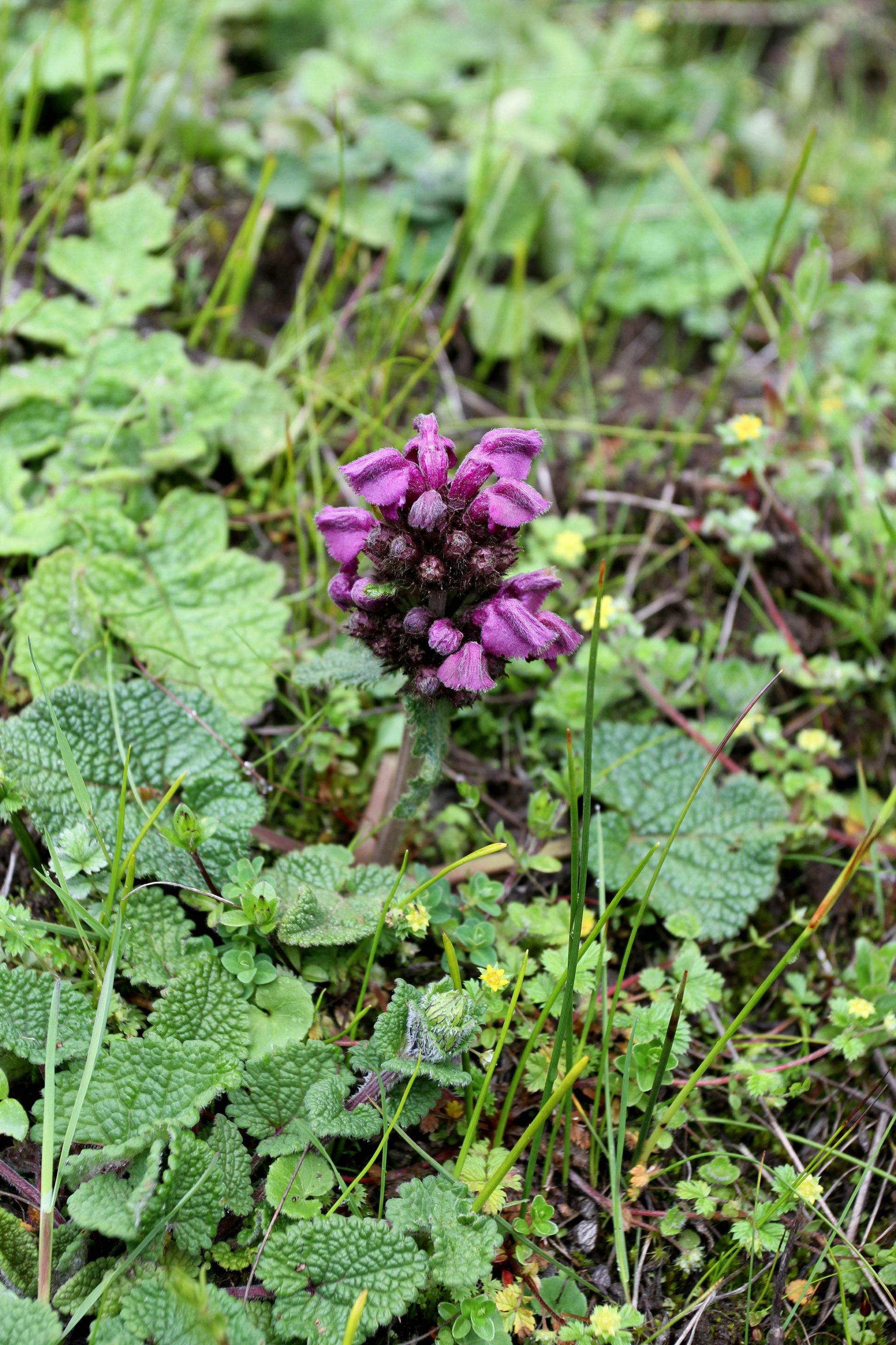 Phlomoides rotata — Lamiaceae
