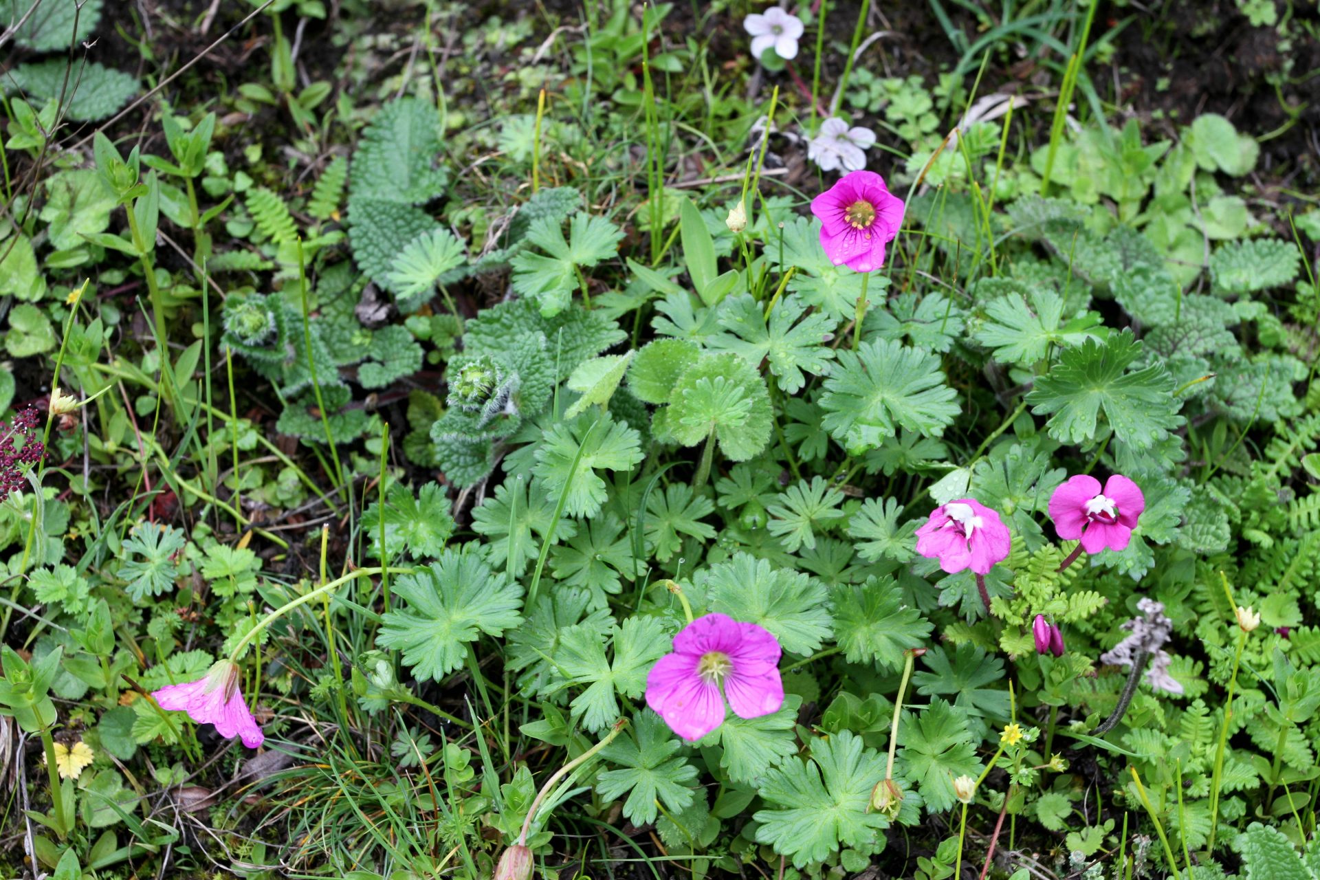 Geranium nakaoanum — Geraniaceae