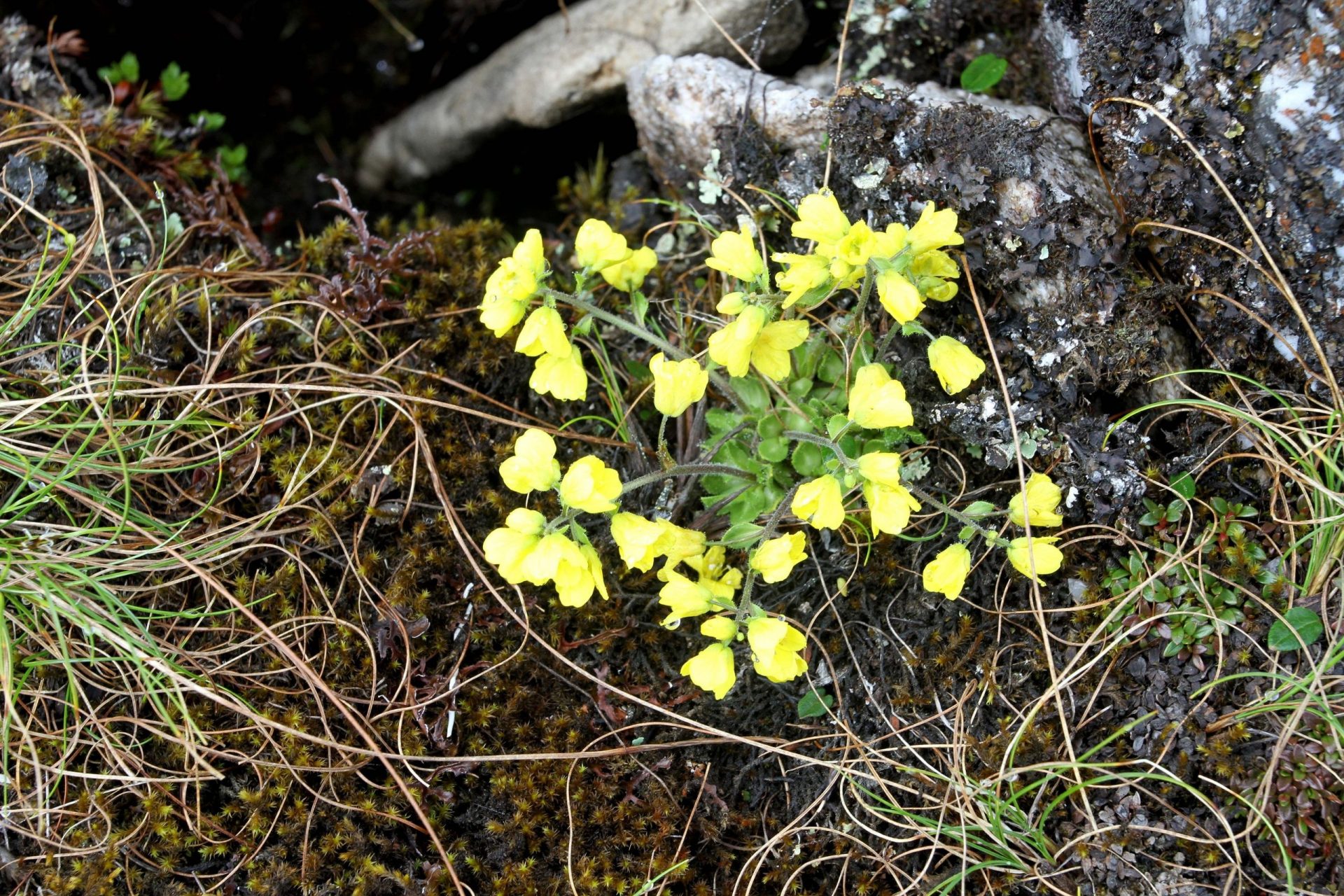 Lepidostemon williamsii — Brassicaceae
