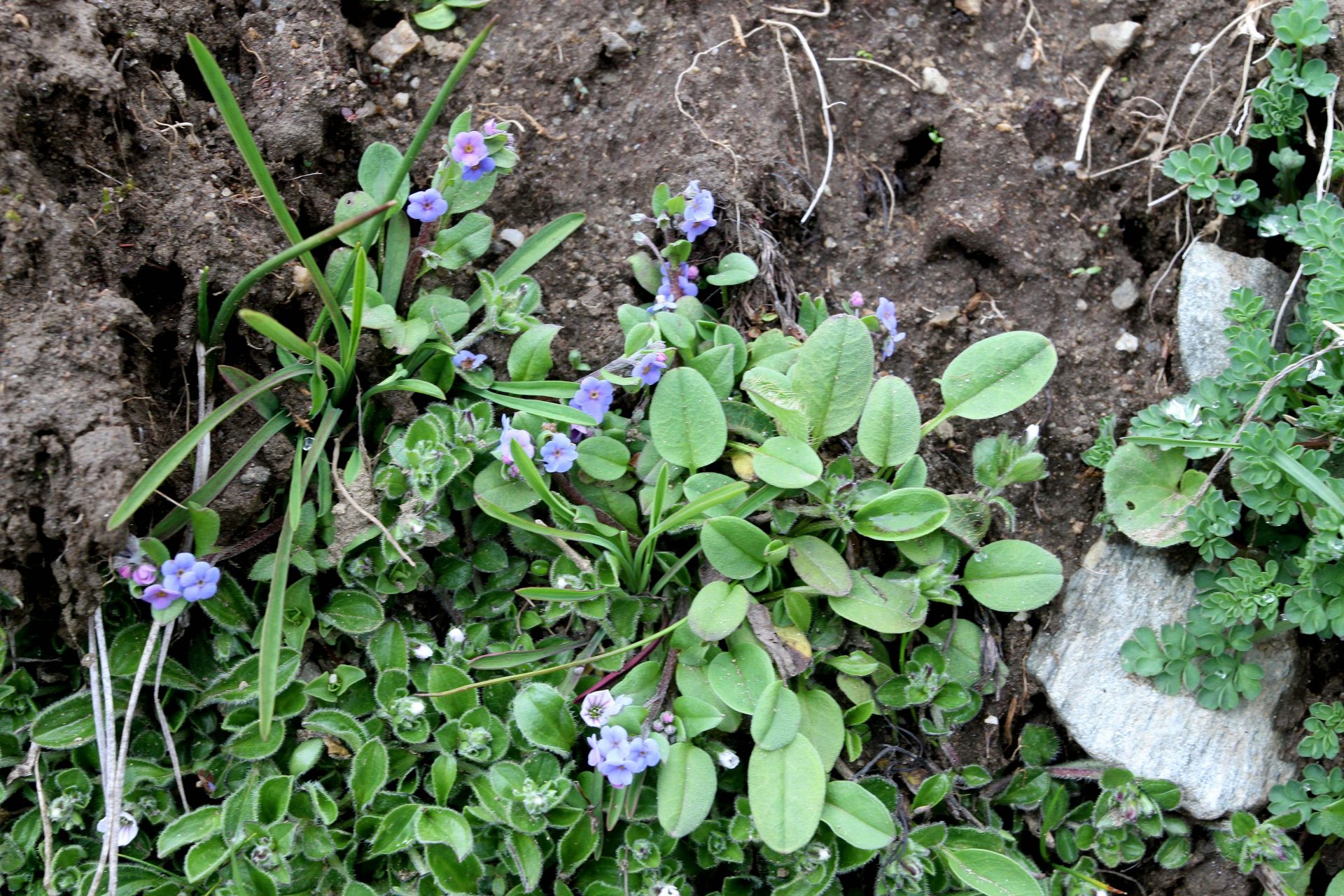 Trigonotis rotundifolia — Boraginaceae