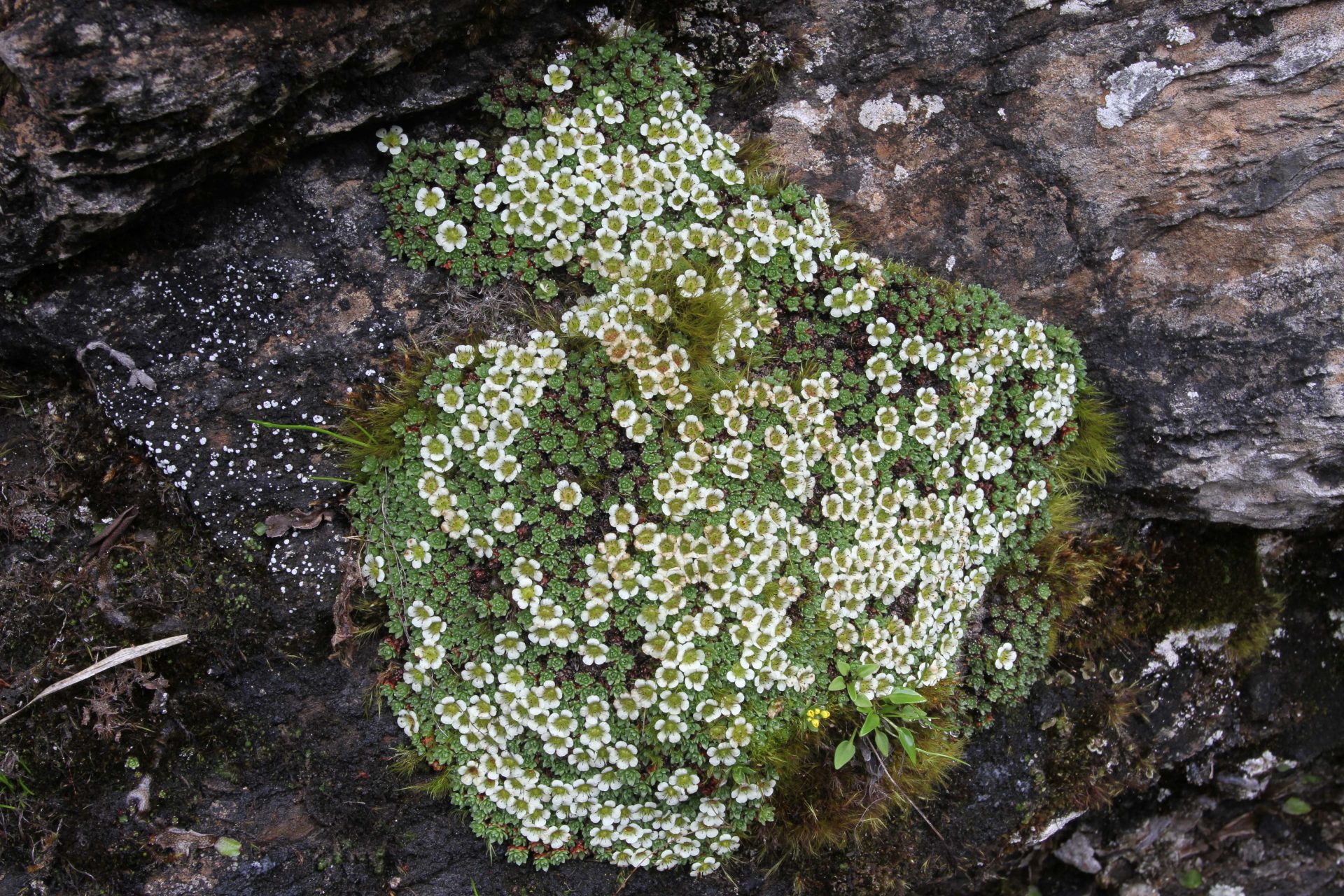 Saxifraga subsessiliflora — Saxifragaceae