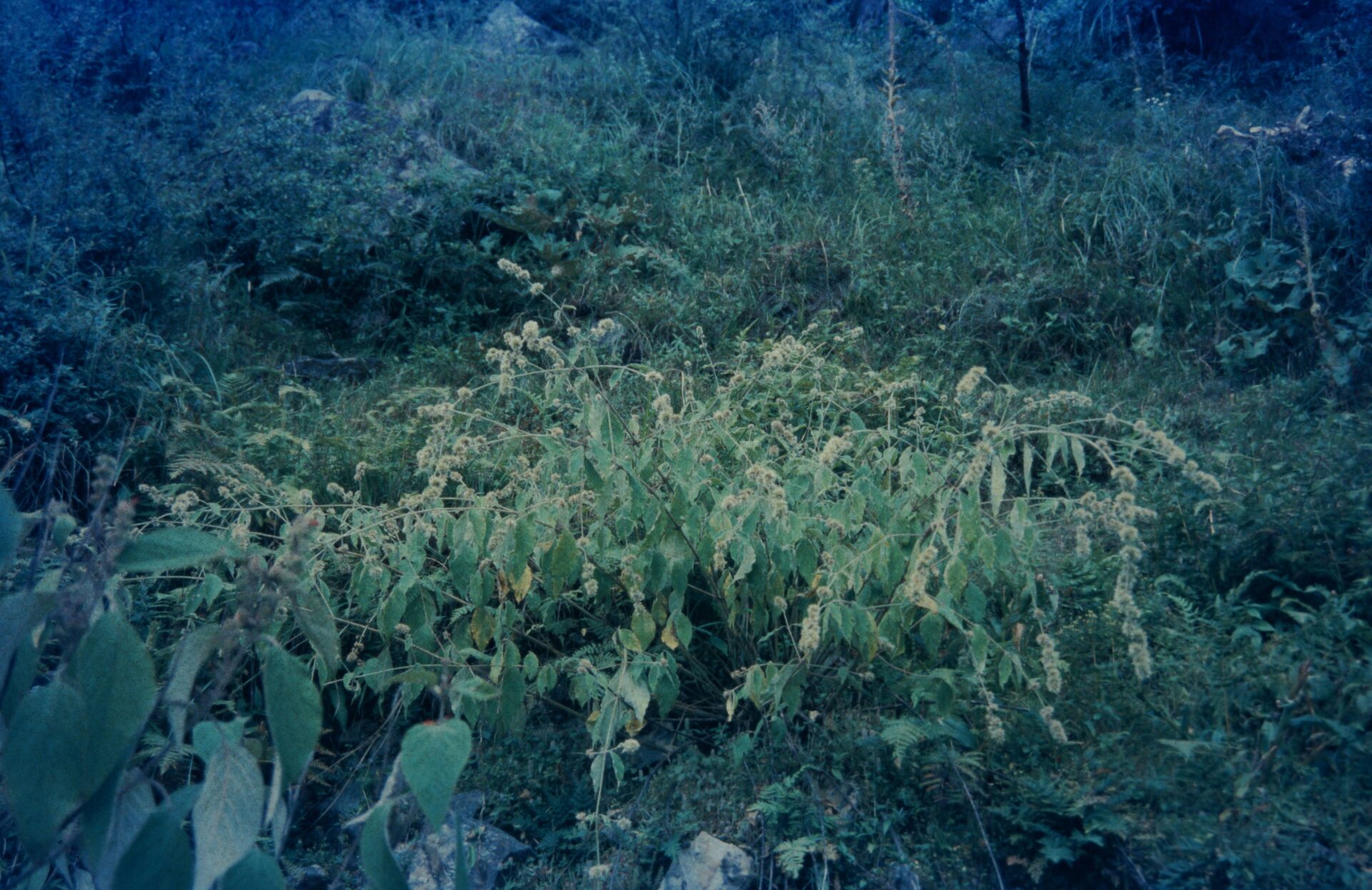 Cyathula tomentosa — Amaranthaceae