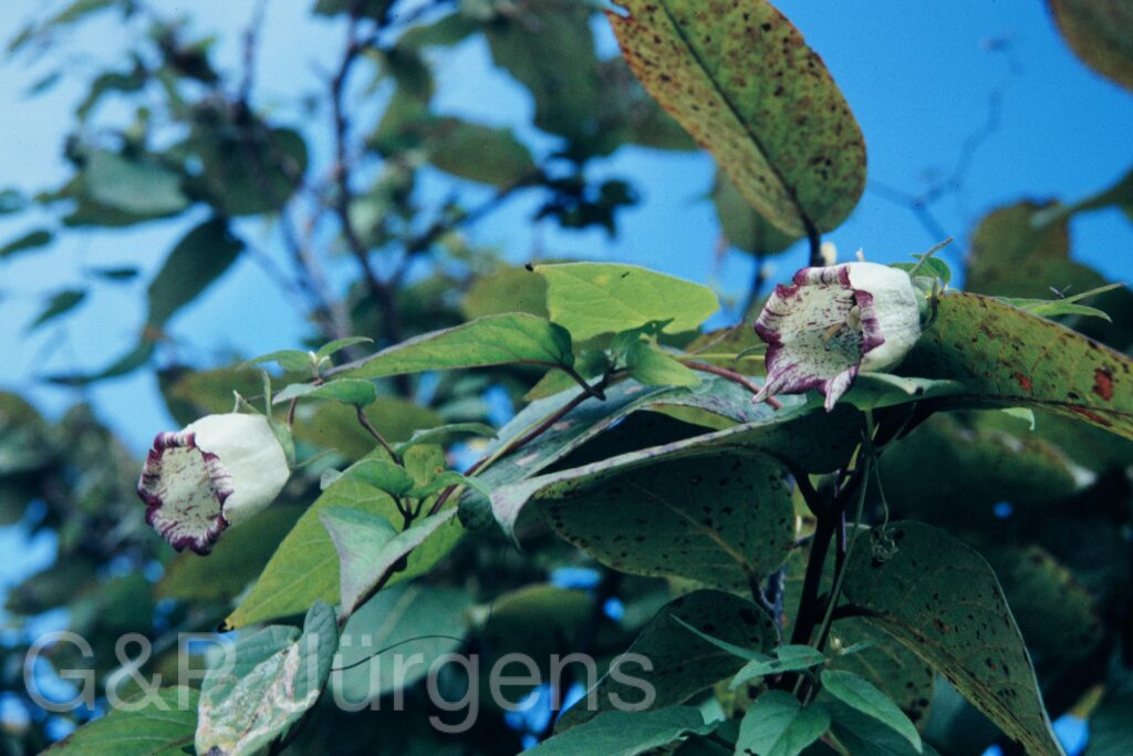 Nepal 95 119 P207 ergebnis
