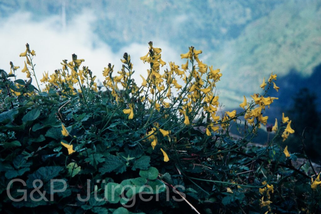Nepal 95 123 P211 ergebnis