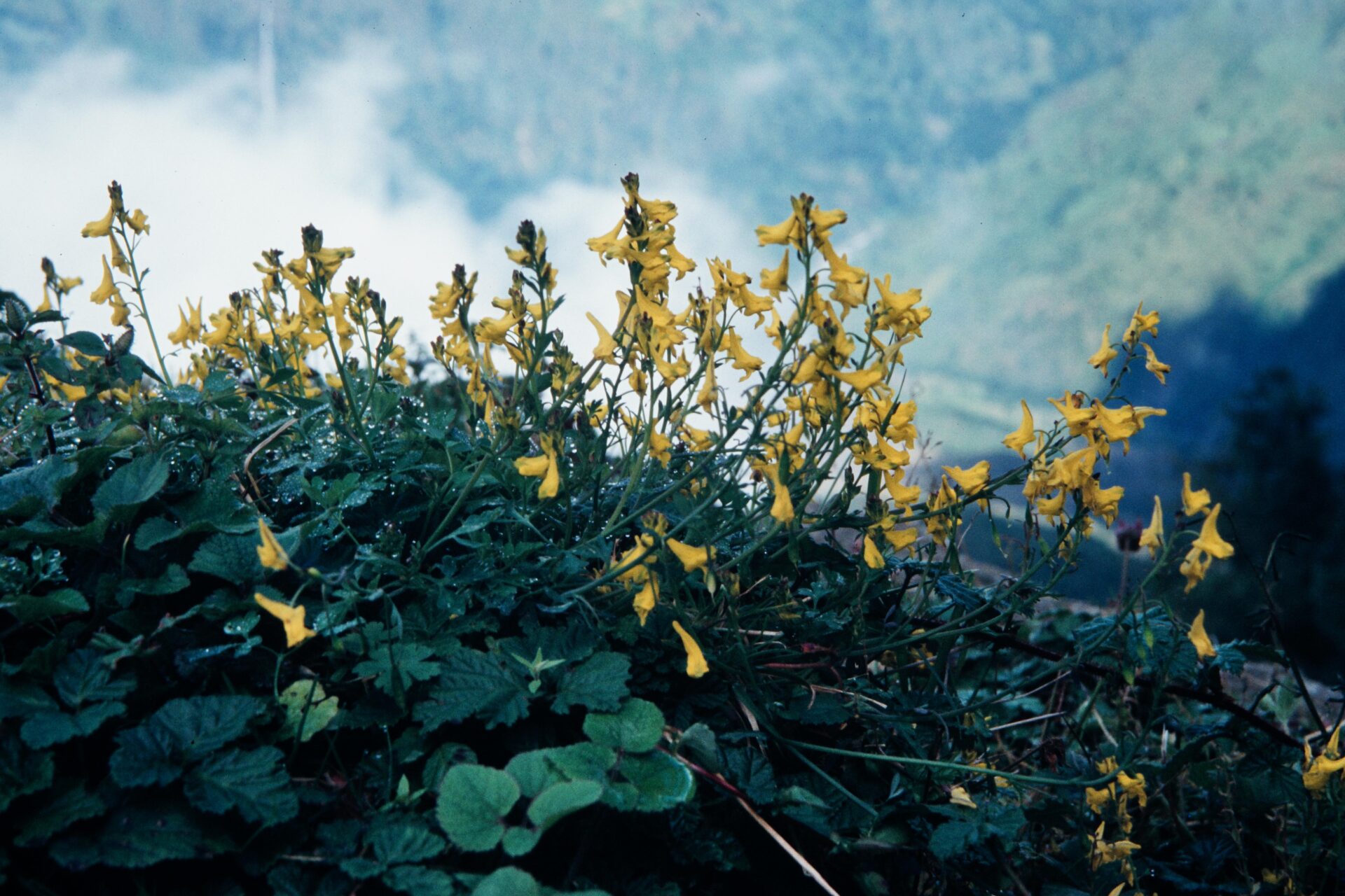 Corydalis juncea — Papaveraceae