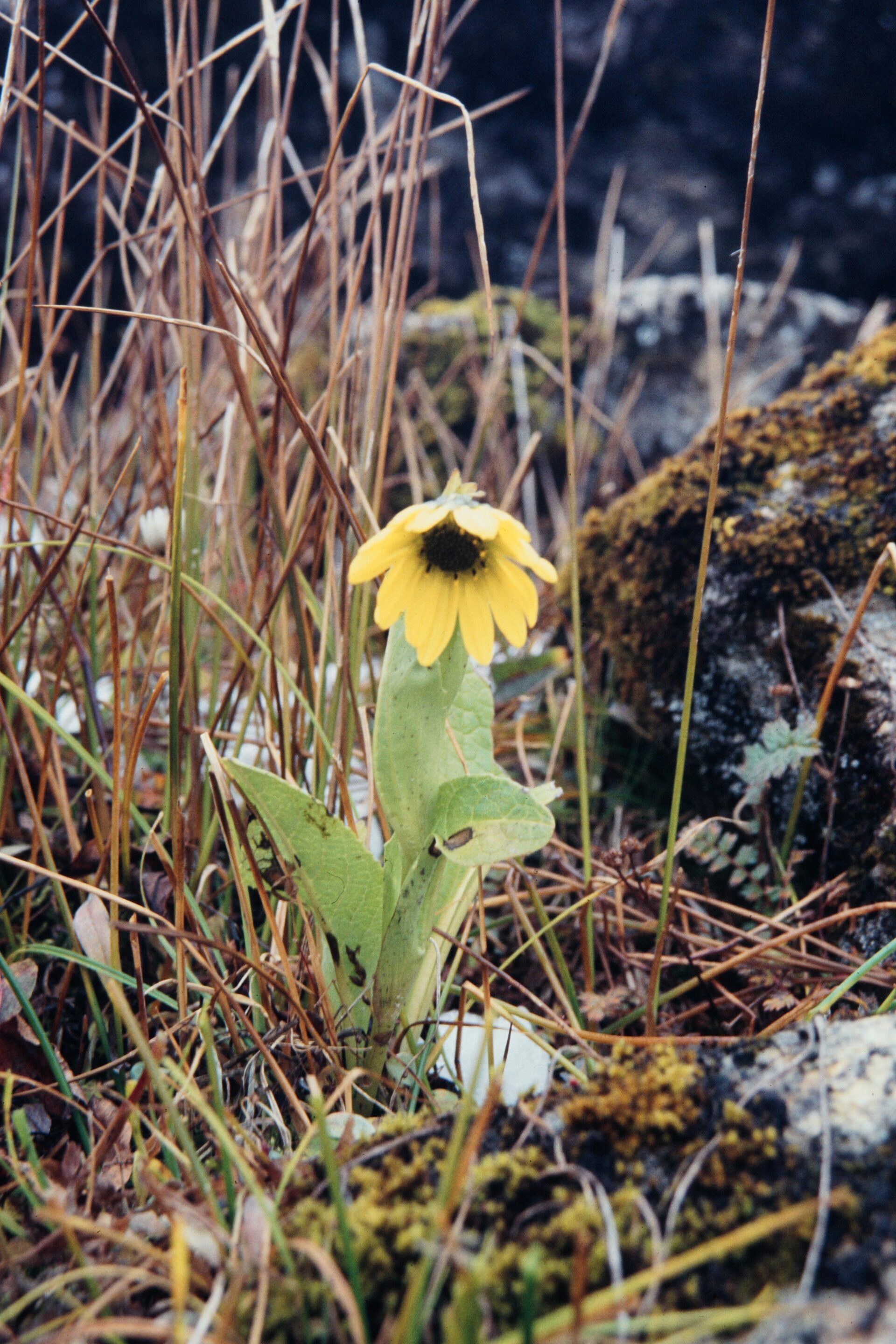 Cremanthodium ellisii — Asteraceae