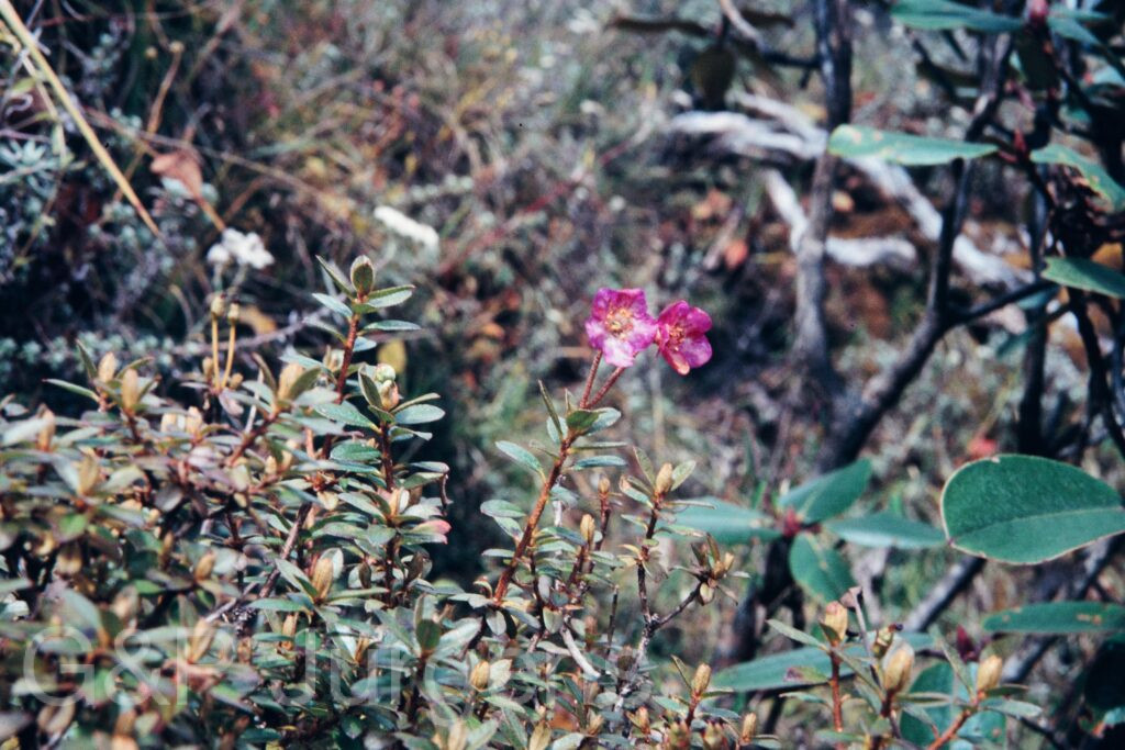 Nepal 95 386 P685 ergebnis