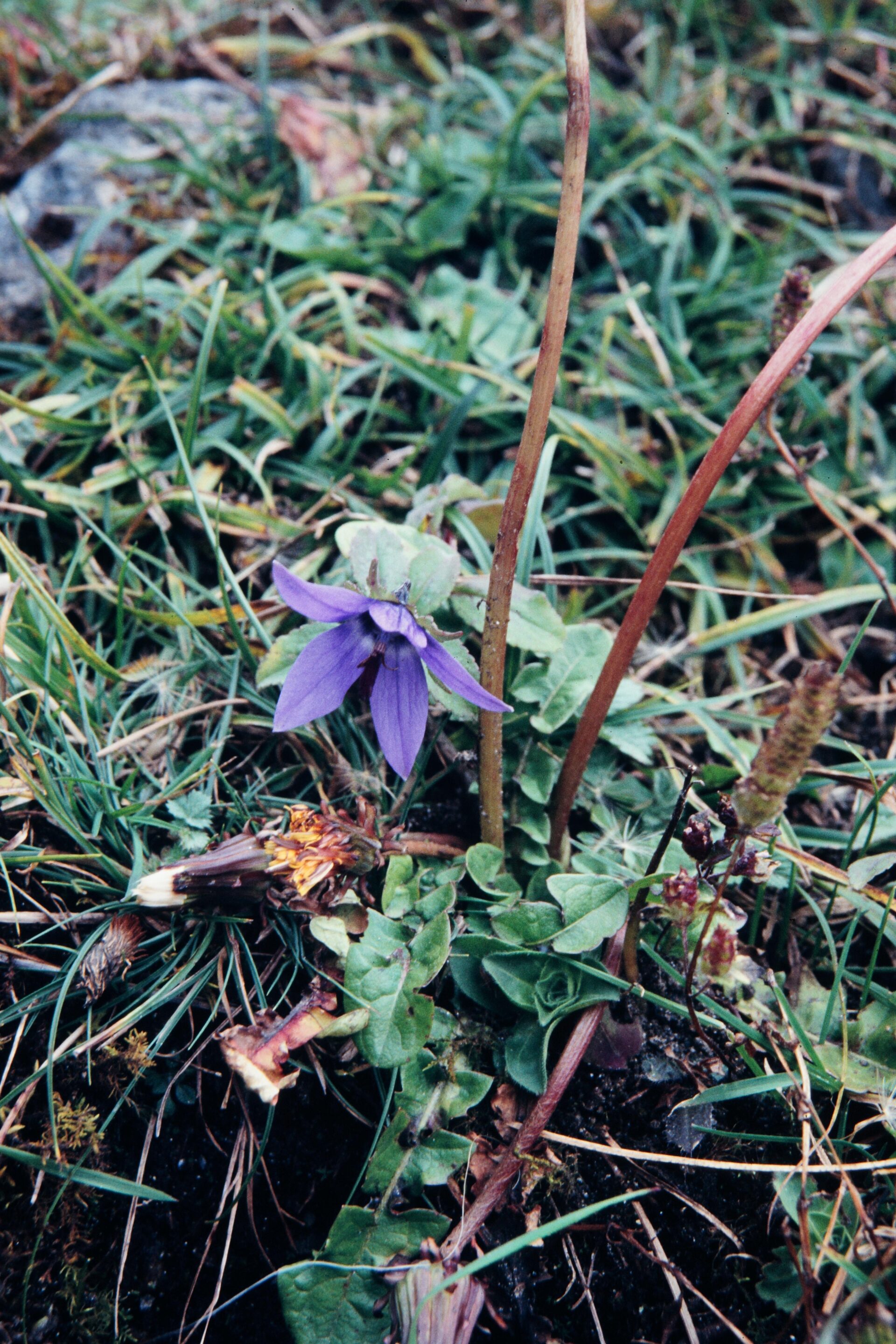 Campanula aristata — Campanulaceae